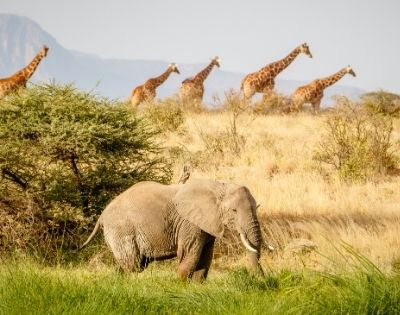 AFRICA-SOUTH-AFRICA-animals-02-400x315-1