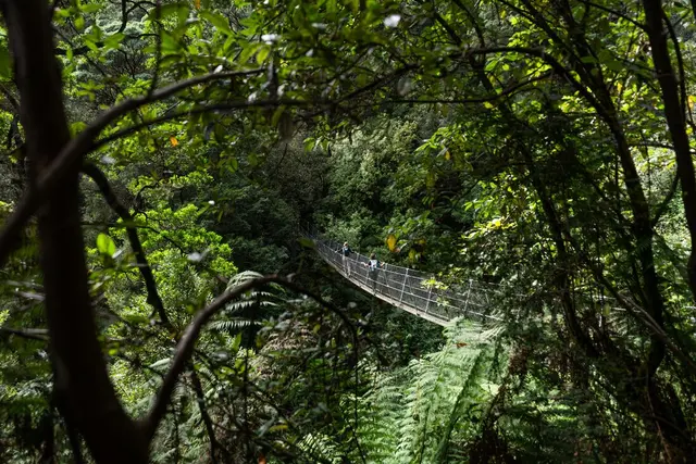 walk-tasmanias-tarkine-cradle-mountain