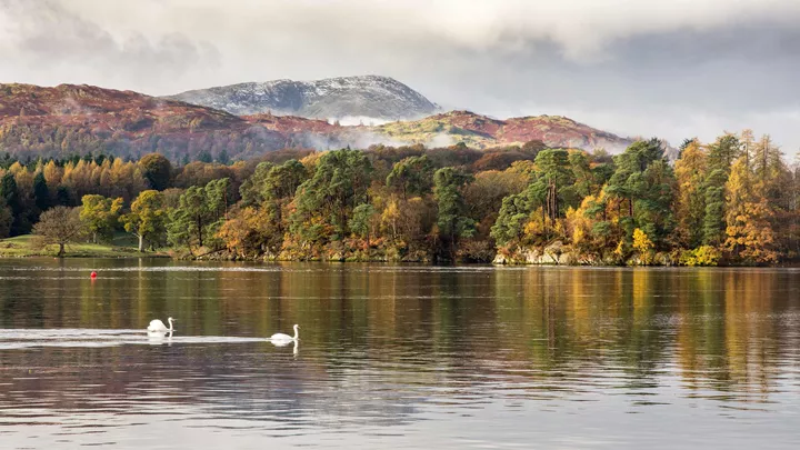 swans-lake-windermere-lake-district-england-north-travel