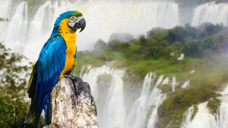 blue-and-yellow-macaw-in-iguazu-falls-brazil-v2