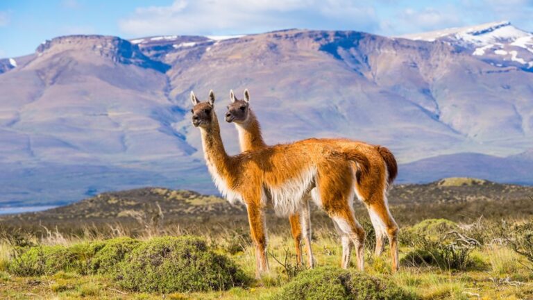 llama-patagonia__focusfillwyiwljawiiwimc4wmcismtkymcwxmdgwxq