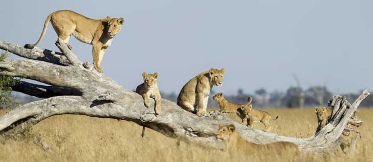 19-day-ultimate-african-safari-north-travel