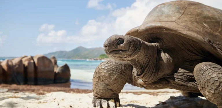 26-day-inspiring-south-america-galapagos-small-group-tour-north-travel