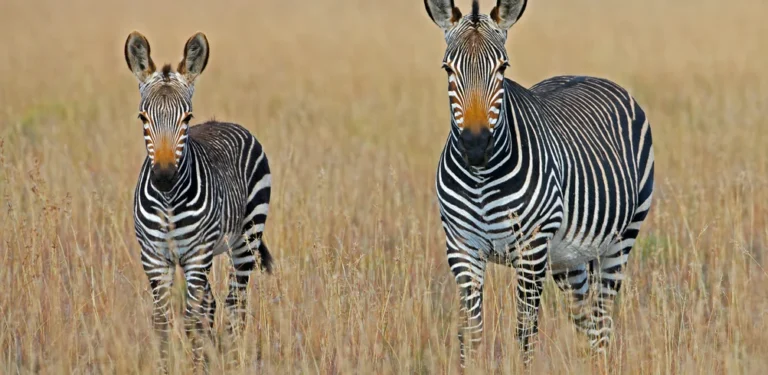 13-day-essential-south-africa-with-victoria-falls-north-travel