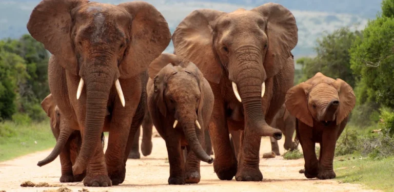 13-day-essential-south-africa-with-victoria-falls-north-travel