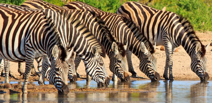 19-day-ultimate-african-safari-north-travel