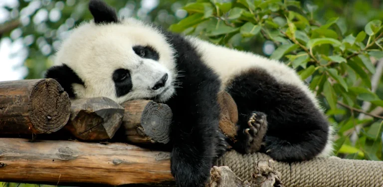 15-day-china-uncovered-with-yangtze-river-chengdu