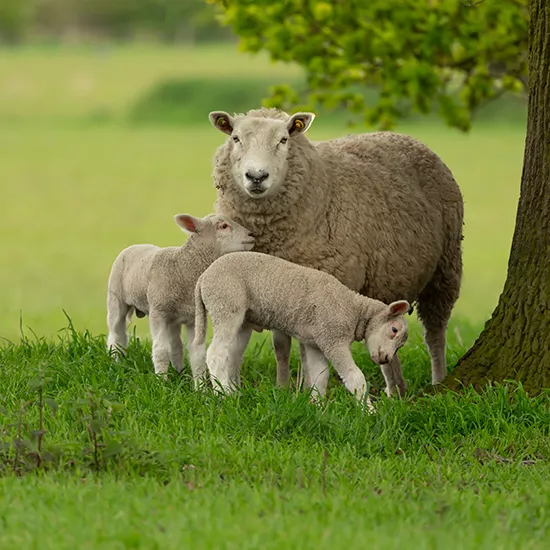 highlights-of-britain-highlights-of-britain-local-wildlife-square-2_0-jpg