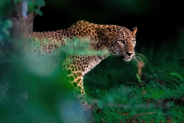 asia_sri-lanka_wilpattu_np_sri-lankan-leopard-1493588147-getty-pa-2
