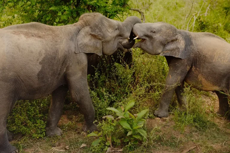intrepid-travel-sri-lanka-dambulla-minneriya-np-safari-elephants-playing-729349-2
