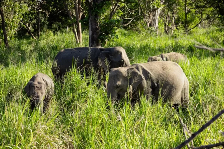 intrepid-travel-sri-lanka-dambulla-minneriya-national-park-elephants