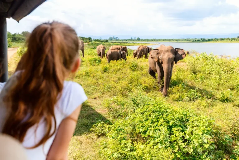 intrepid-travel-sri-lanka-minneriya-elephants-girl-safari-shutterstock-1699698934