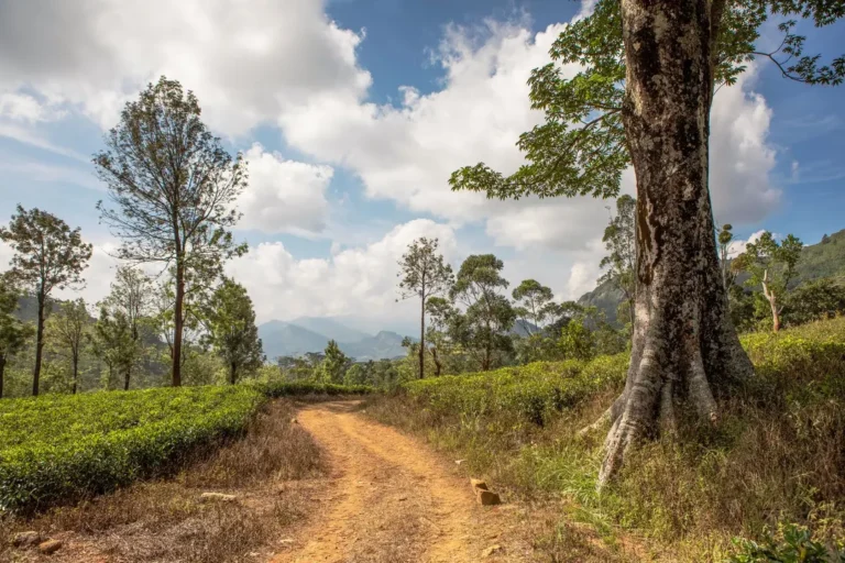 intrepid-travel-sri-lanka-pekoe-trail-path-tea-plantation-shutterstock-2520042855-2