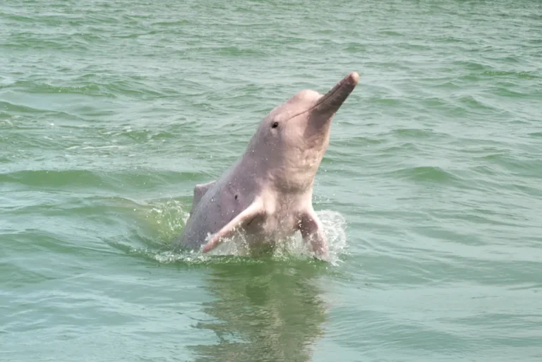 intrepid-travel-thailand-khanom-pink-dolphin-jump-shutterstock-671663068