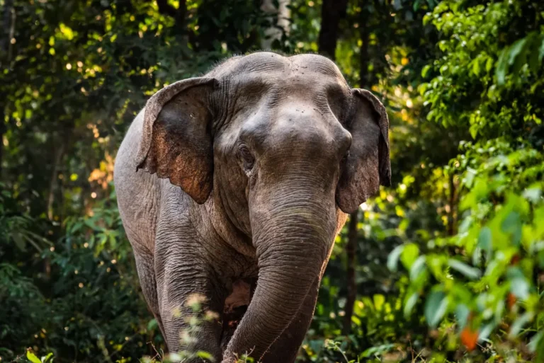 intrepid-travel-thailand-phitsanulok-elephant-wild-forest-shutterstock-1900987540
