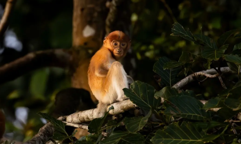 borneo-premium-family-holiday