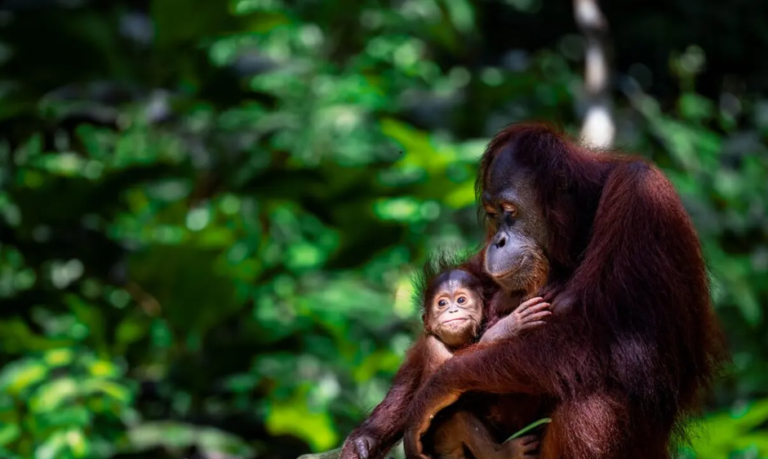 borneo-premium-family-holiday