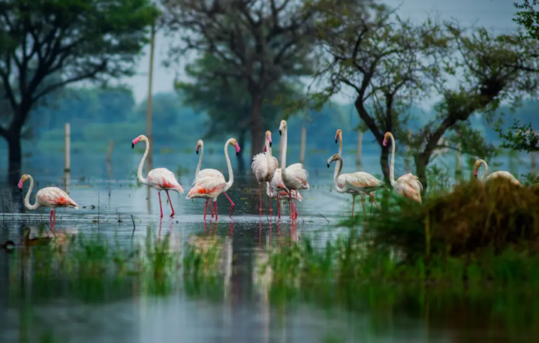 india-golden-triangle-premium-family-holiday