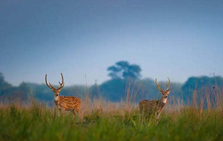 india-golden-triangle-premium-family-holiday