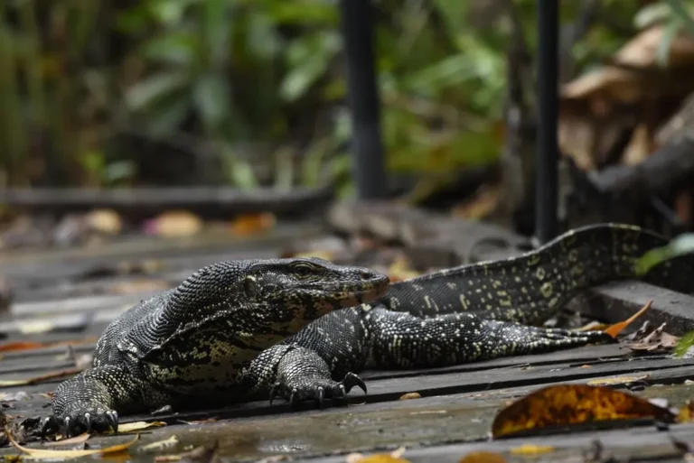 the-intrepid-foundation-sri-lanka-nagenahiru-foundation-boardwalk-asian-water-monitor-3242